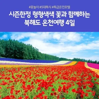 북해도 후라노 라벤더 축제 시즌 개화 시기 이벤트 일정 대표 명소 여행 완벽 가이드_14