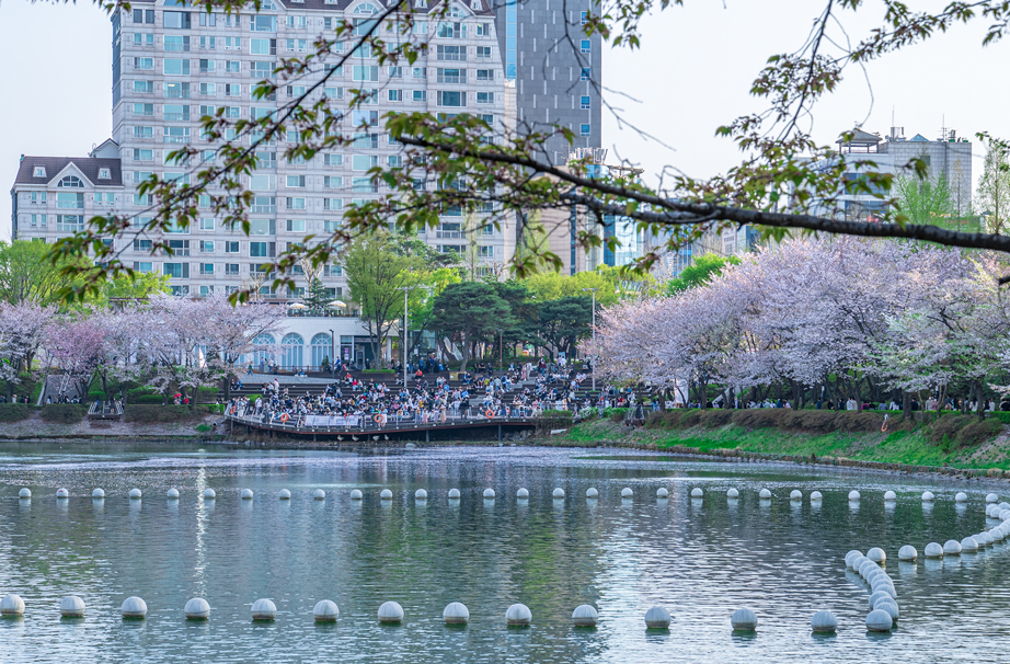 석촌호수 벚꽃