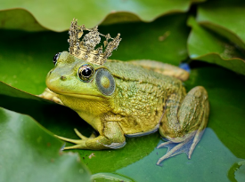 양서류별 사료, 습도, 온도 조건 완벽 정리