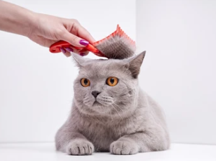 고양이 빗 추천