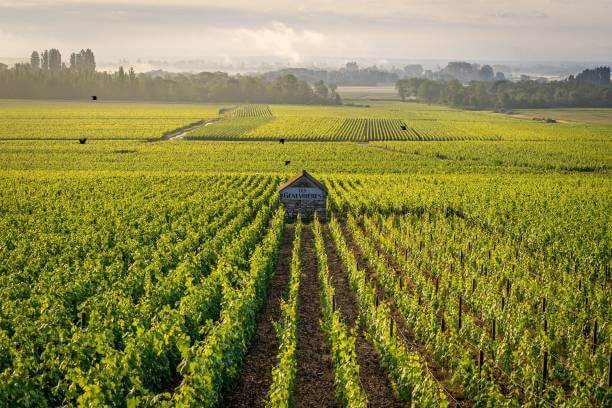 ๋ซผ๋ฅด์ ์์ด๋๋ฆฌ ์ผ์ถ