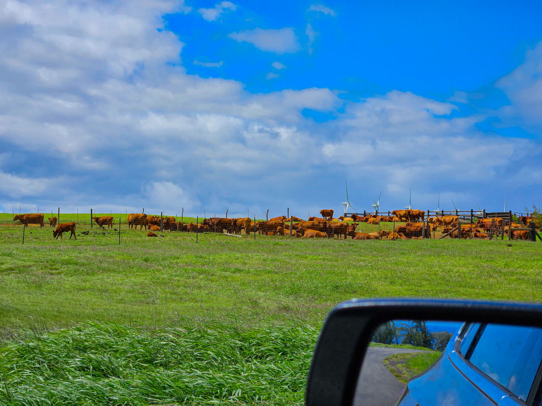 하와이 사우스 포인트 소떼