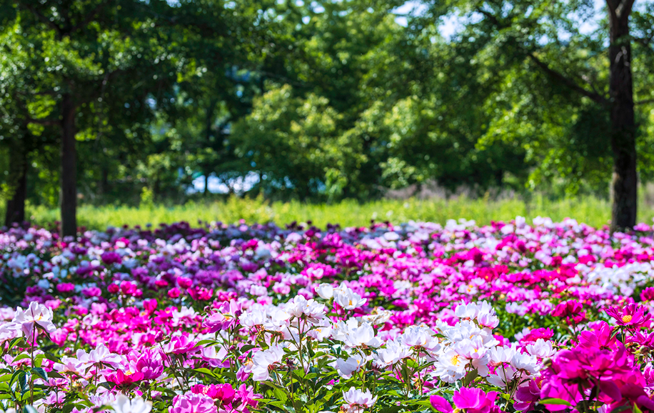 화북면 자천리 2082 작약 꽃밭