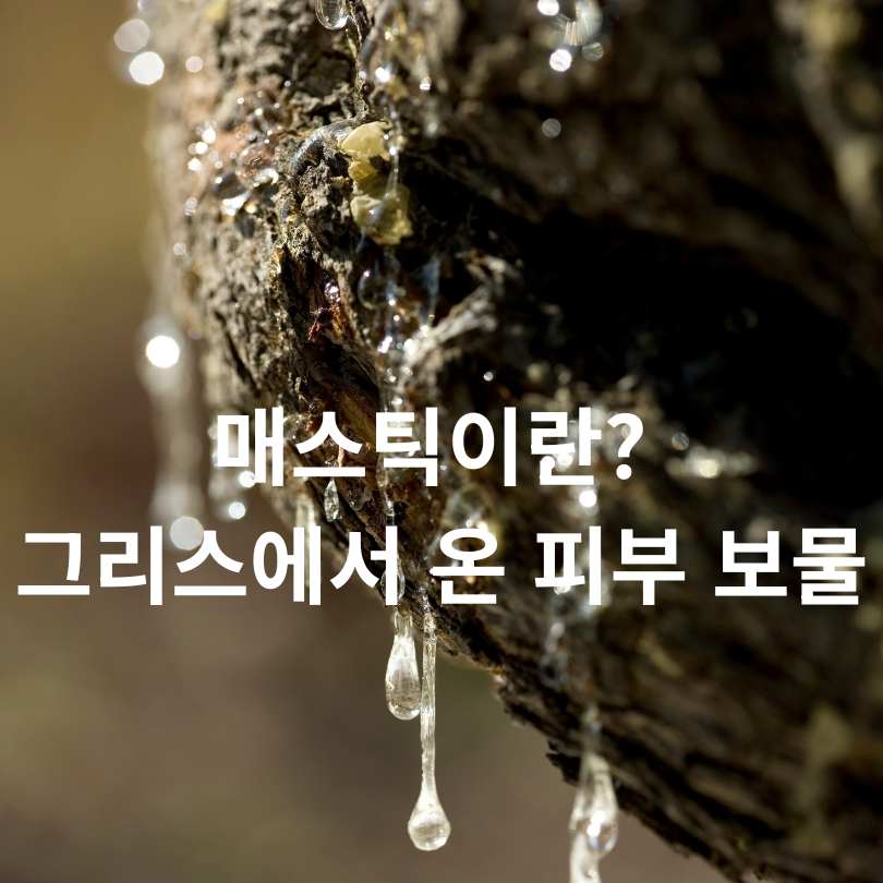 매스틱기미효능