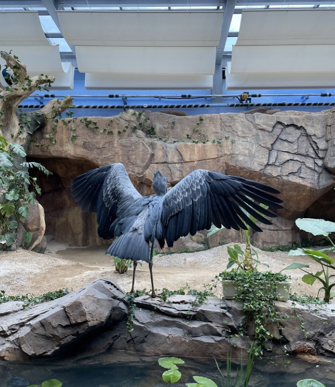 주걱부리황새 (슈빌전시관)