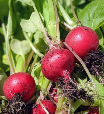 무 효능과 부작용