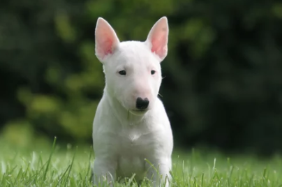 불 타입 테리어 종류/출처:어도비스톡
