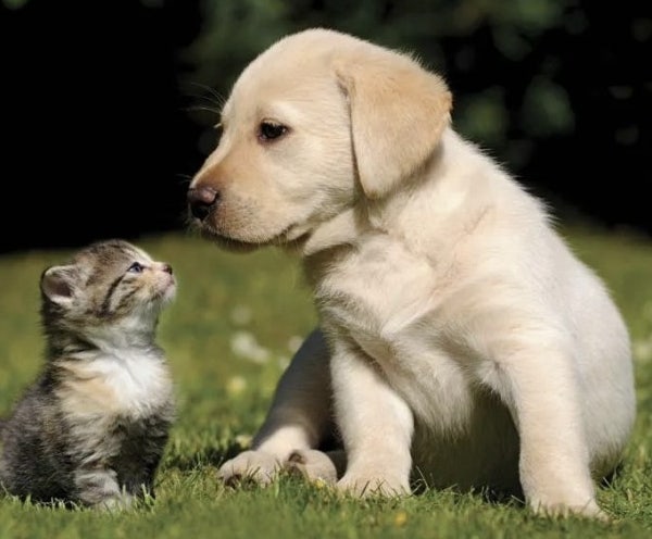 강아지 vs 고양이