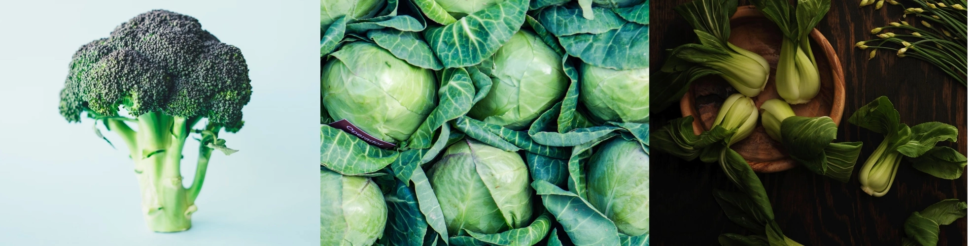 십자화과 채소 효능