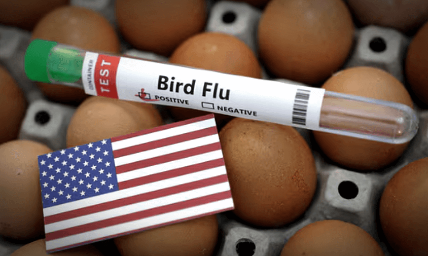 조류인플루엔자