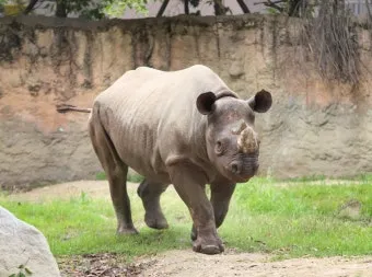 세글자 동물이름 모두 모여라 세글자 파충류 곤충 바다생물 총정리_18