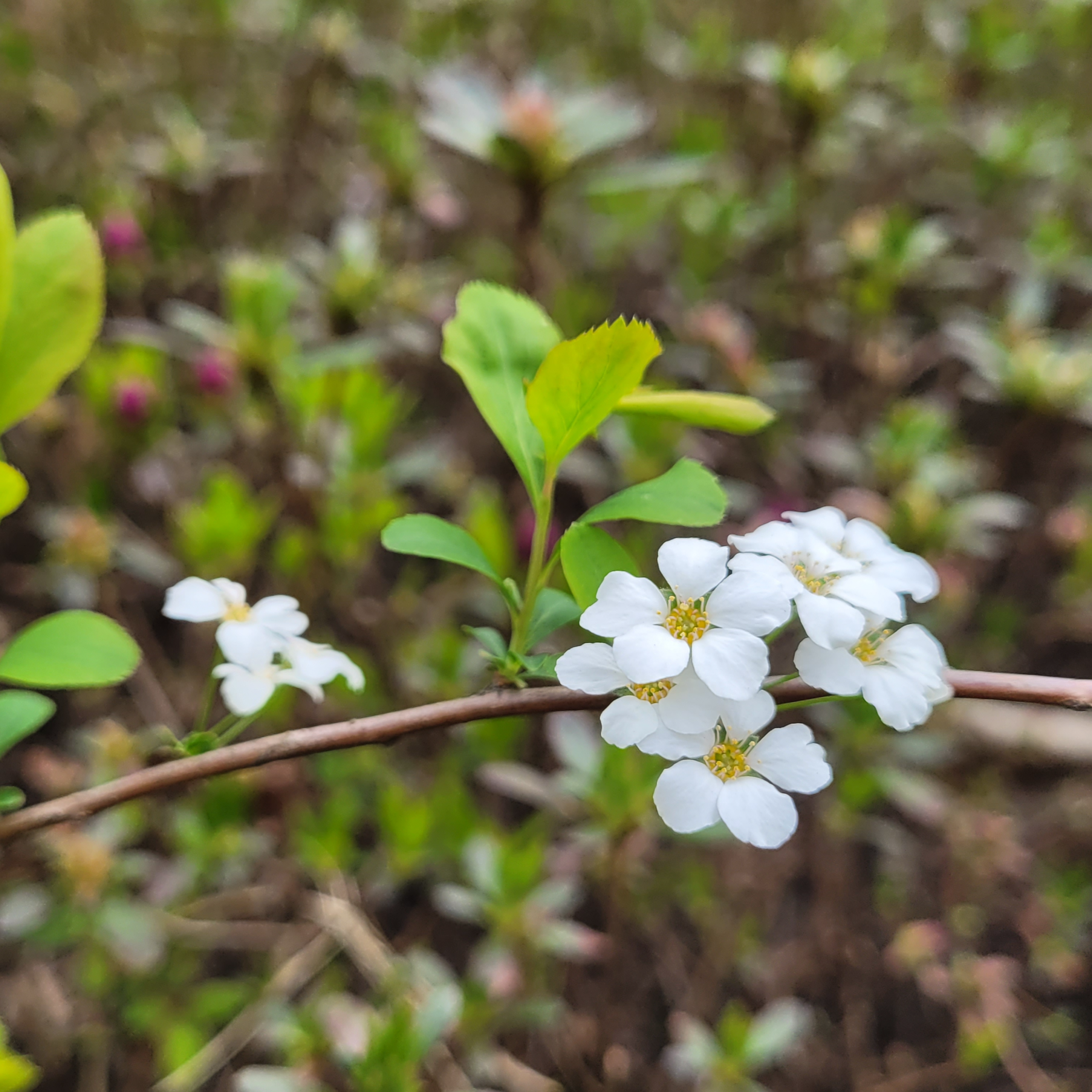 조팝뜻 - 조팝나무는 피웠는데 은행조팝은 아직 4