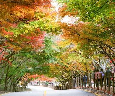 내장산 단풍축제