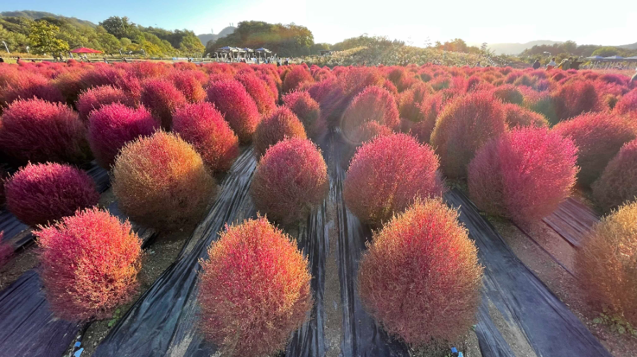 양주 나리농원 꽃 축제