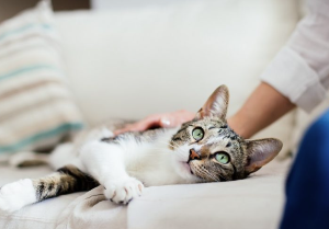 겉보기의 고양이