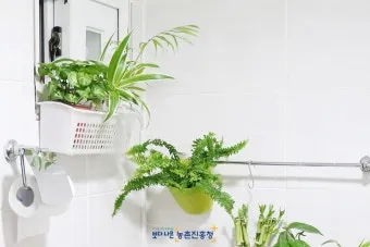욕실 식물 추천 습도사랑 종류 물주기 환기요령 곰팡이 예방 팁_30