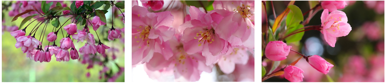 구례 산수유마을사진