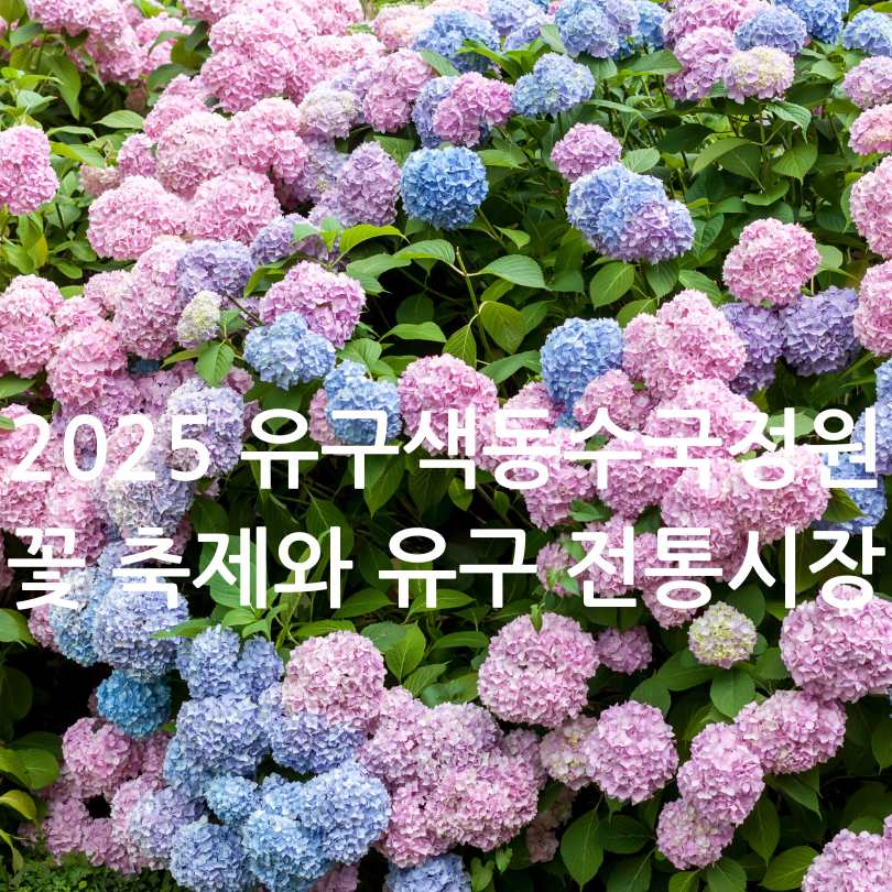 2025 유구색동수국정원꽃축제