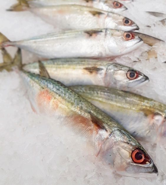 노인을 위한 오메가-3 기반 관절 운동 회복 프로그램