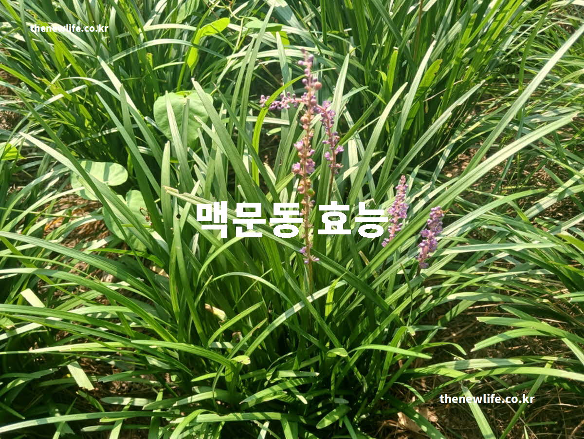 맥문동 효능 대표 실사진