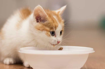 밥을 먹는 아기 고양이