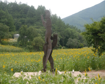 태백 해바라기 축제_12