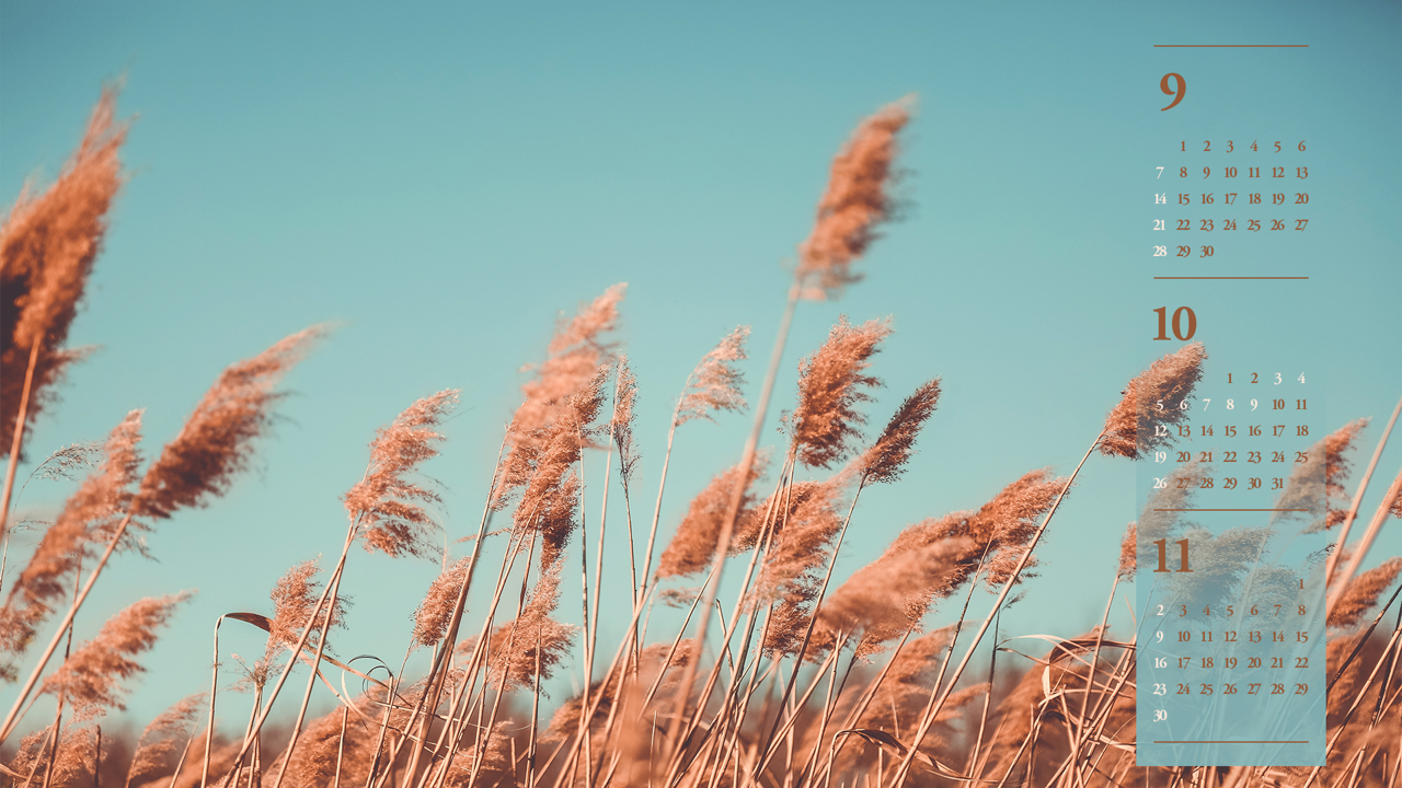 02 갈대 B - 2025년10월 노트북배경화면