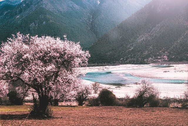 [2025 벚꽃 개화 지도 &amp; 절정 시기] 여의도&middot;진해&middot;경주 벚꽃 명소 &amp; 축제 일정 총정리