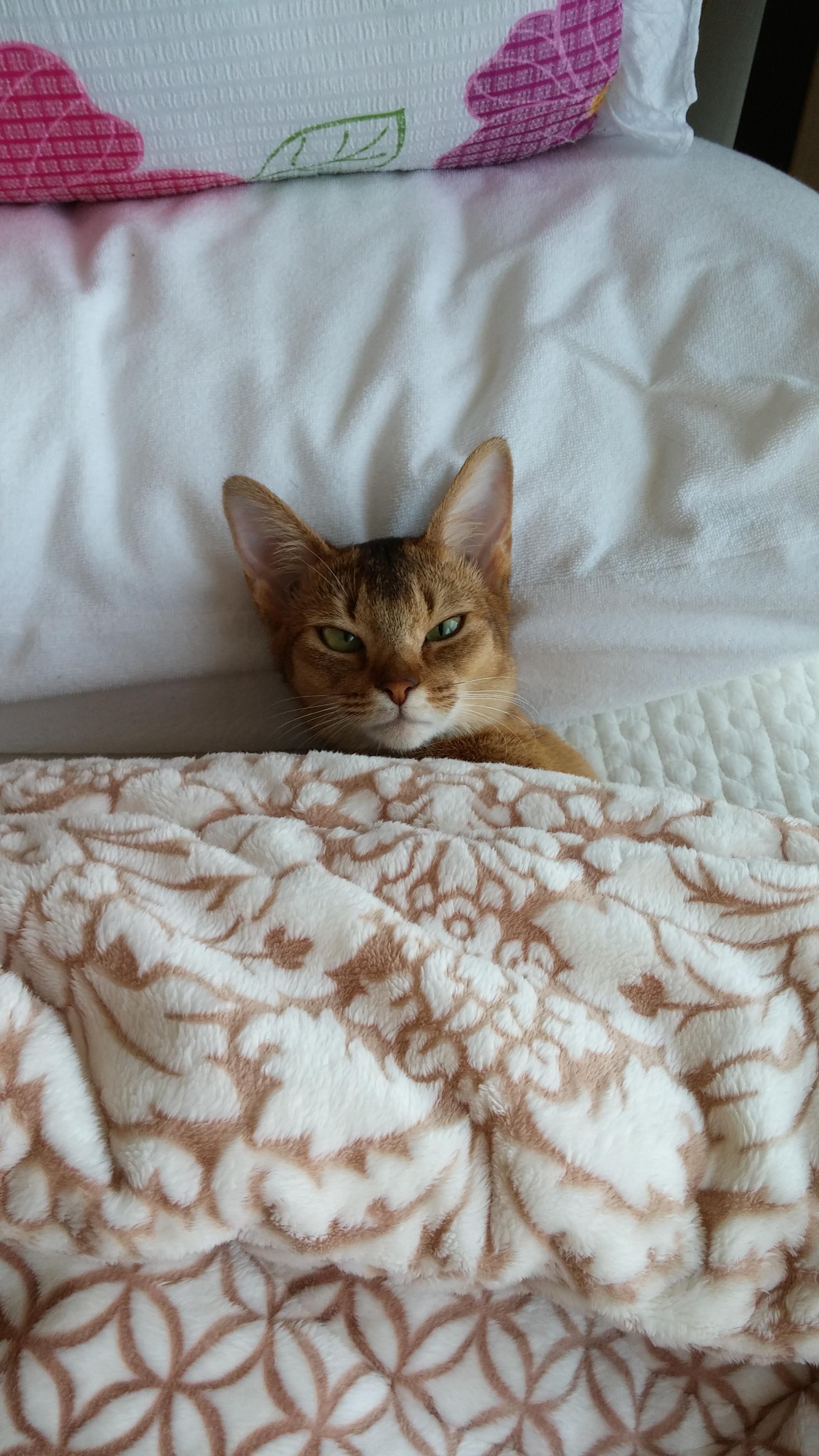 사람처럼 자는 고양이, 치즈냥이 호야.