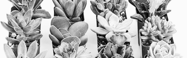 식물 원예 필수 지식 모음