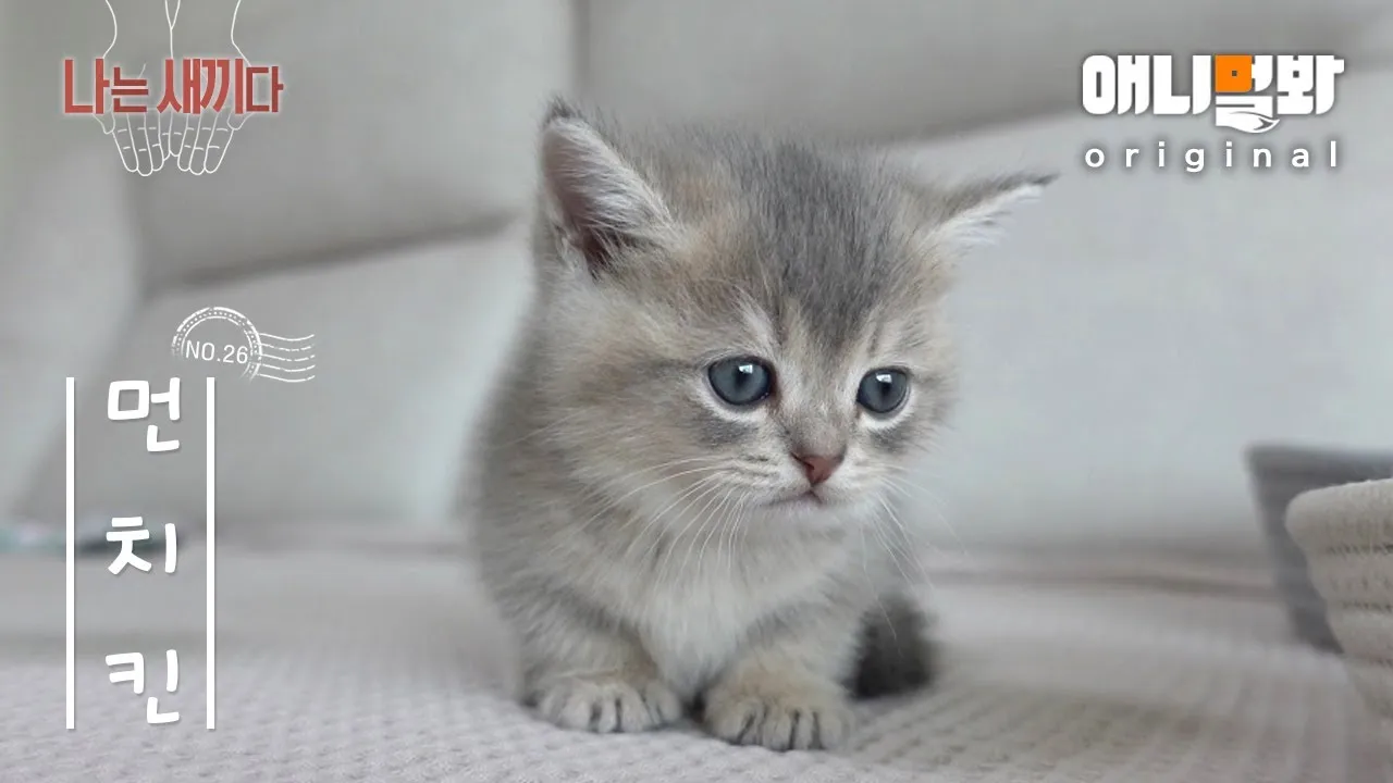 새끼고양이 질병 사료 접종_6