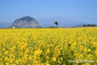 제주 유채꽃 개화 시기 봄 여행 필수 코스_8