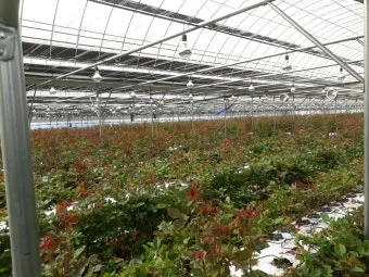 장미 재배 전정 시기 병해 예방 풍성한 개화_8