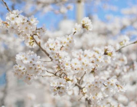 전남 화순 벚꽃
