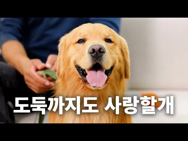 골든 리트리버 분양 가격 성격 장단점_3