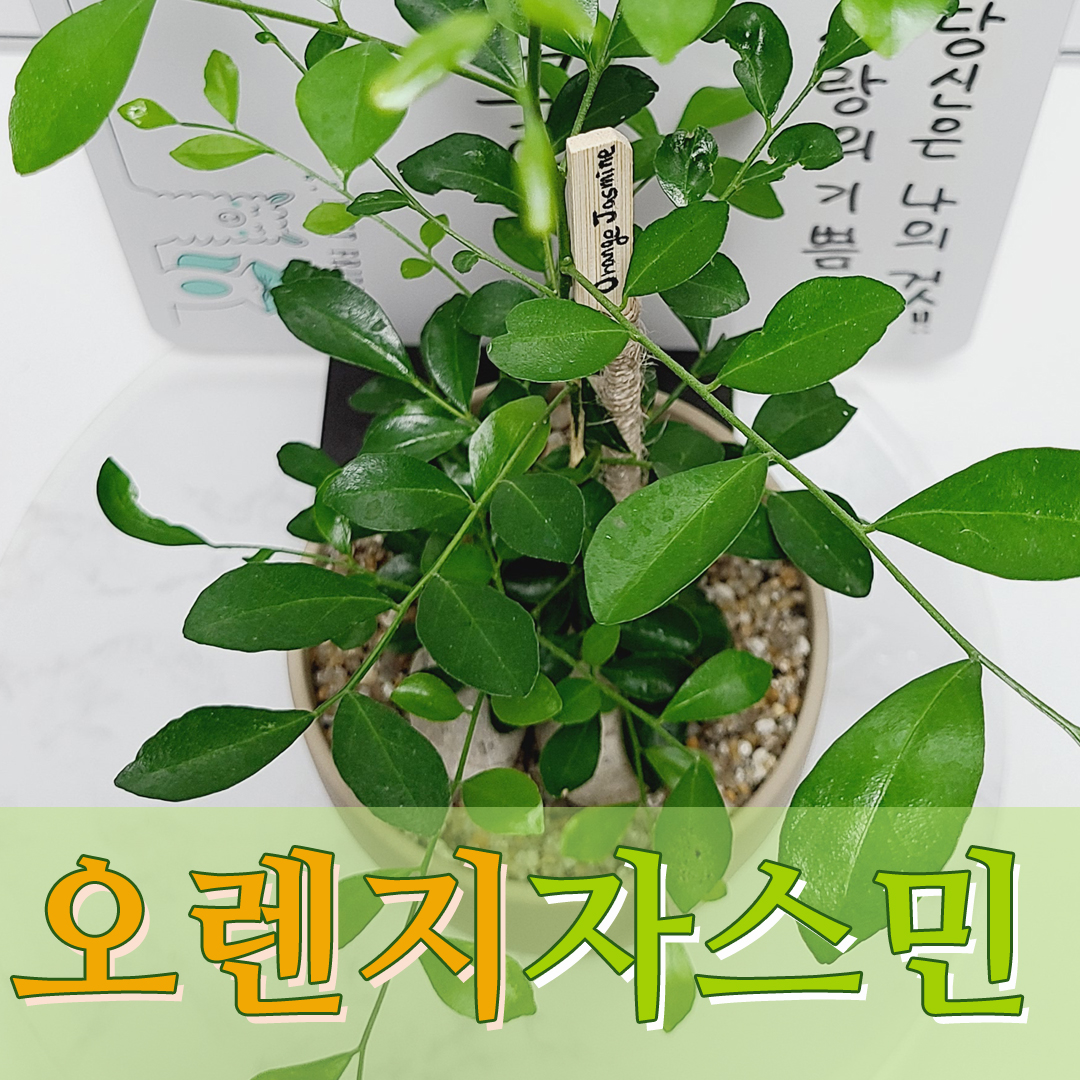 향기가 너무 좋은 꽃을 피우는 오렌지자스민 나무