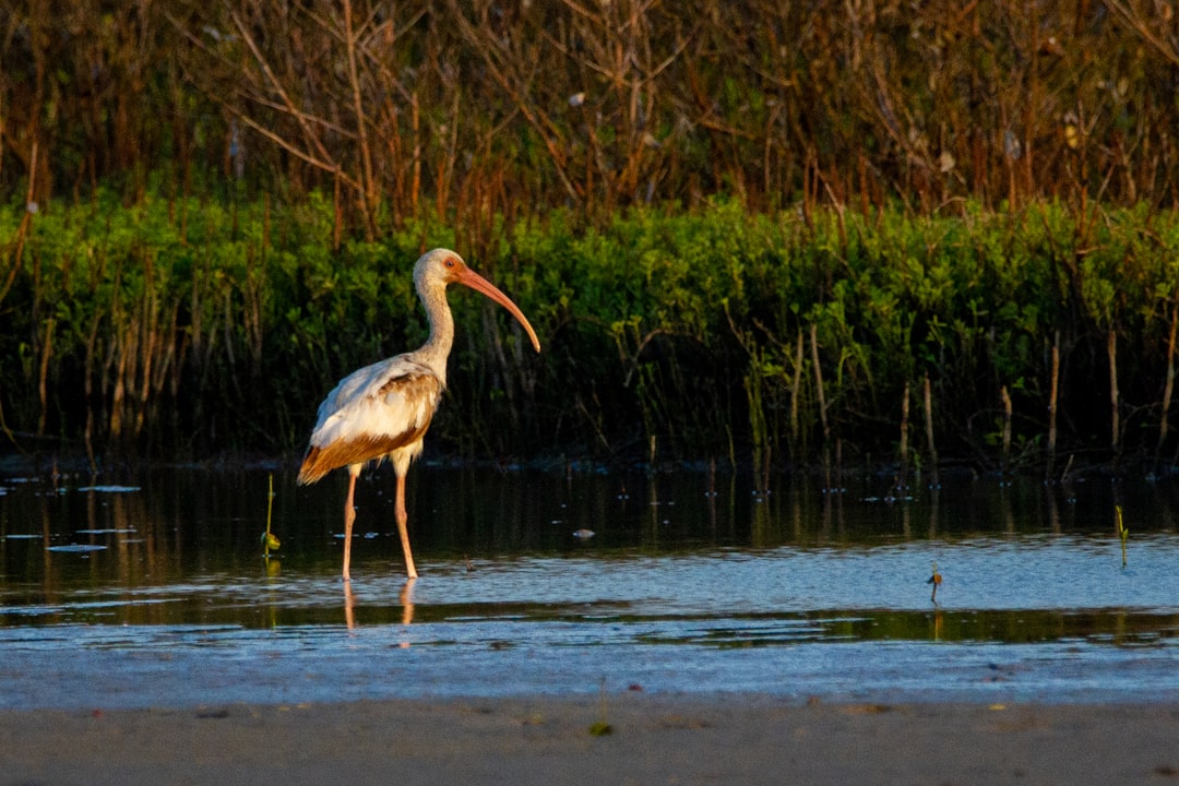 Habitat