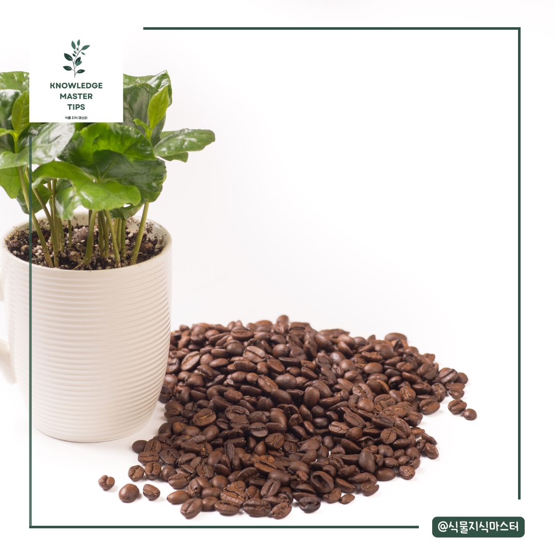커피나무 키우기 - 번식 방법