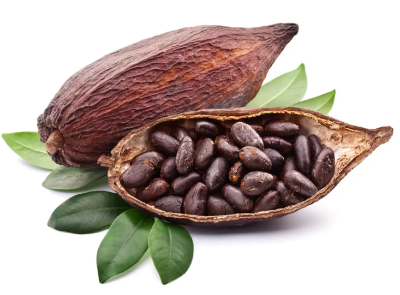 카카오 열매 사진