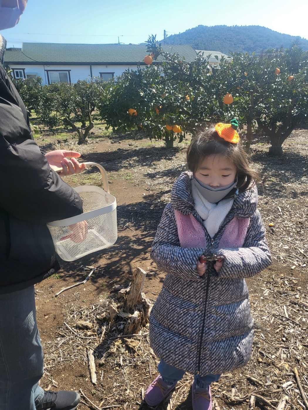 제주도 한라봉 체험, 감귤 체험