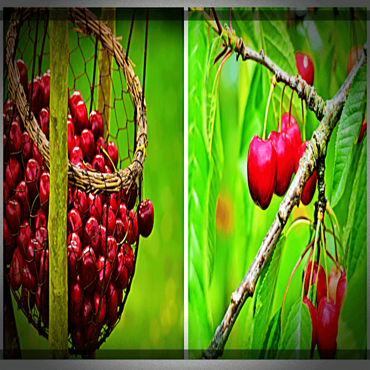 체리-바구니-나무