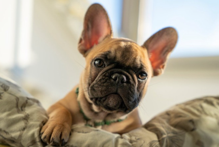 프렌치 불독의 얼굴.