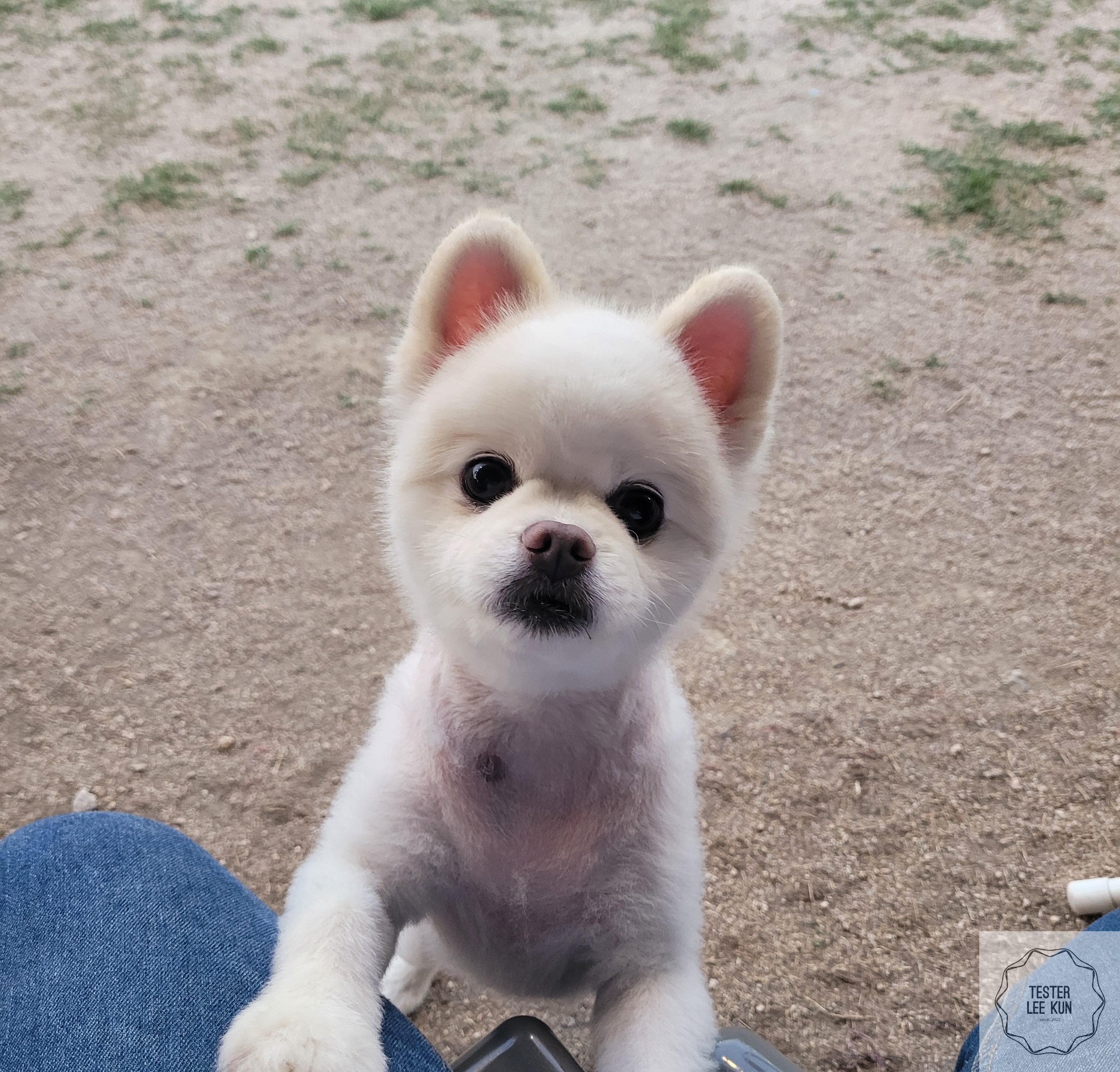 강아지2