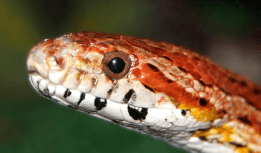 뱀이 도망가는 꿈해몽