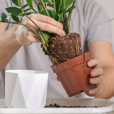 다육식물 분갈이 1단계 화분에서 식물 꺼내기