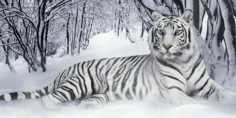 한폭의-그림같은-온세상이-하얗게-눈이내린-겨울에-숲속에서-백호가-가로로-누워있는-모습