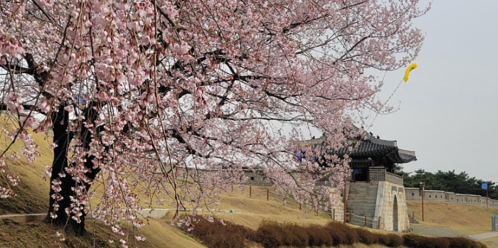 수원화성 벚꽃 사진