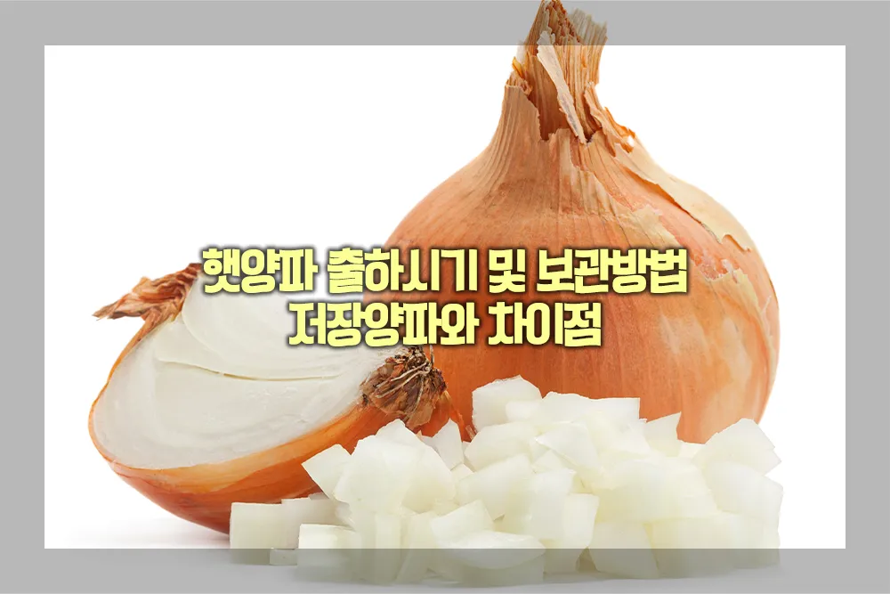 햇양파 출하시기 및 보관방법