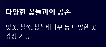 마이산 벚꽃 개화시기 2025