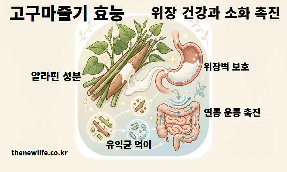 고구마줄기 효능 위장 건강 소화 촉진
